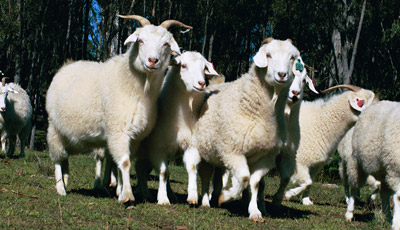 cashmere-goats